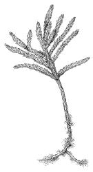 Climacium dendroides, habit. Drawn from A.J. Fife 6797, CHR 405507.
 Image: R.C. Wagstaff © Landcare Research 2014 